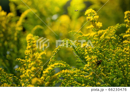 Beautiful yellow goldenrod flowers. 66230476