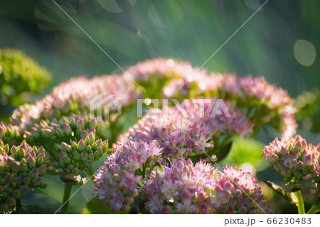 Blooming pink spirea on a spring 66230483