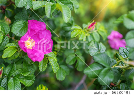 Blooming pink wild rose spring day 66230492