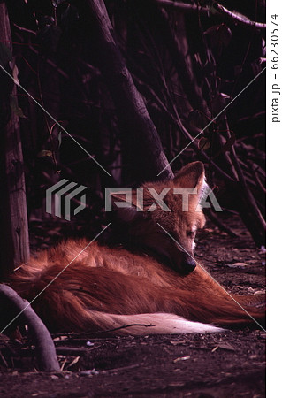 上野動物園の狼の写真素材