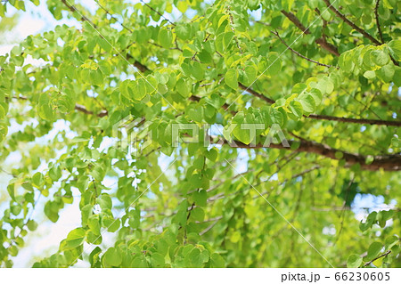 カツラの葉 66230605