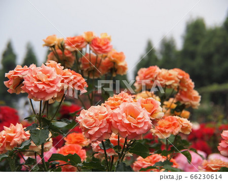 バラ園のバラ バラ園のバラ 66230614