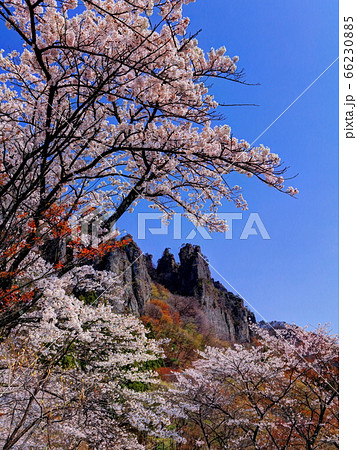 桜咲く妙義山 66230885