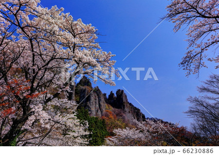 桜咲く妙義山 66230886