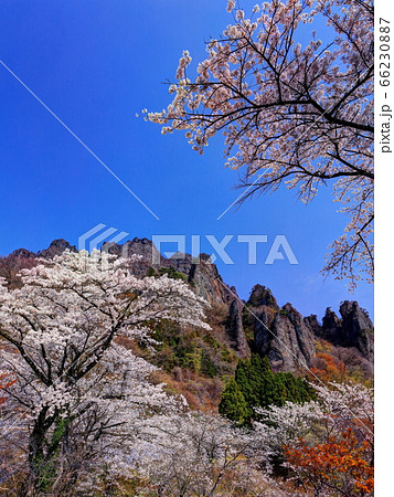 桜咲く妙義山 66230887