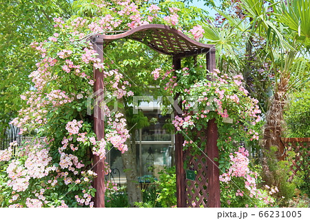 バラの花　バレリーナ 66231005