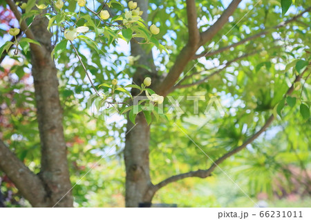 ウンナンヤマボウシの花 ウンナンヤマボウシの花 66231011