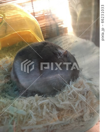 ハムスターのまるまるお昼寝 66231033