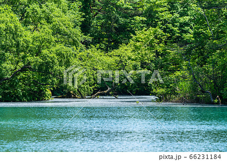 初夏の毘沙門沼(五色沼)の風景 新緑と湖面 福島県北塩原村 初夏の毘沙門沼(五色沼)の風景 新緑と湖面 福島県北塩原村 66231184