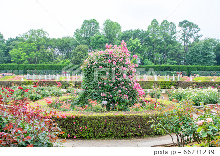 東京都 神代植物公園 バラ園の写真素材