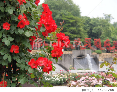 公園のバラ 公園のバラ 66231266