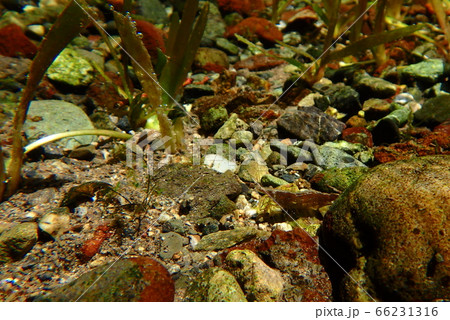 水のきれいな湧水にいるミナミヌマエビの写真素材