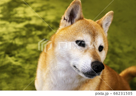 表情豊かな元気な柴犬の写真素材