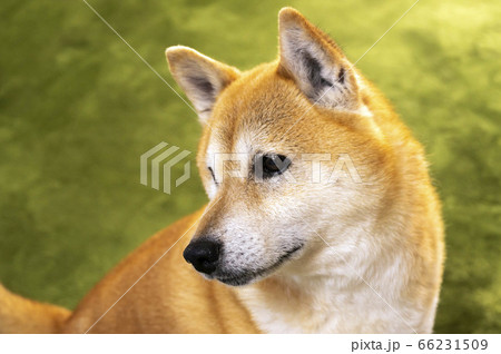 表情豊かな元気な柴犬の写真素材