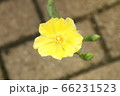 サボテンの花 66231523