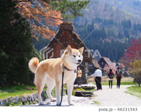 白川郷と柴犬 66231563