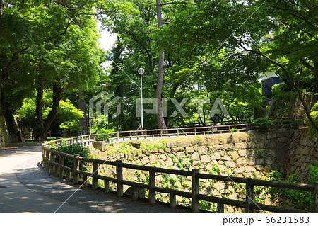 愛知県岡崎市康生町からの風景、岡崎城の新緑【6月】 愛知県岡崎市康生町からの風景、岡崎城の新緑【6月】 66231583