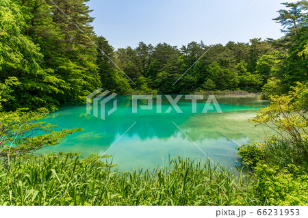 初夏の五色沼自然探勝路の風景　青沼と湖畔の木々　福島県北塩原村 66231953