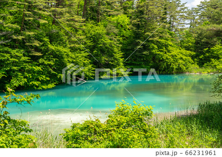 初夏の五色沼自然探勝路の風景 青沼と湖畔の木々 福島県北塩原村 初夏の五色沼自然探勝路の風景 青沼と湖畔の木々 福島県北塩原村 66231961