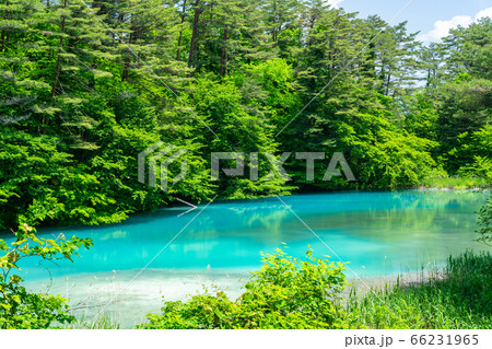 初夏の五色沼自然探勝路の風景　青沼と湖畔の木々　福島県北塩原村 66231965