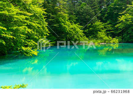 初夏の五色沼自然探勝路の風景 青沼と湖畔の木々 福島県北塩原村 初夏の五色沼自然探勝路の風景 青沼と湖畔の木々 福島県北塩原村 66231968