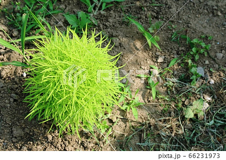 コキア(箒草)の新緑が綺麗です! コキア(箒草)の新緑が綺麗です! 66231973