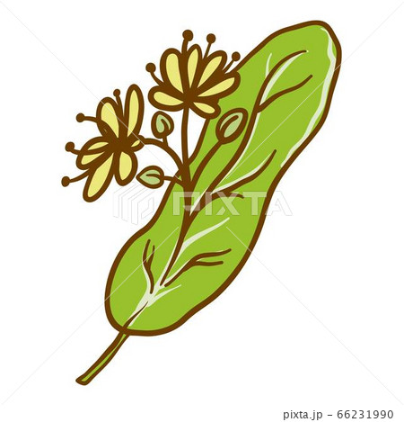Linden flower icon, hand drawn style Linden flower icon, hand drawn style 66231990