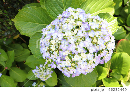 おたふく紫陽花 おたふく紫陽花 66232449