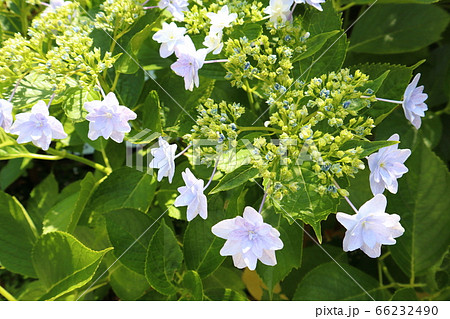 隅田の花火の写真素材