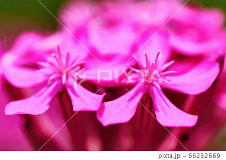 小さな赤い花 ムシトリナデシコの写真素材 小さな赤い花 ムシトリナデシコの写真素材