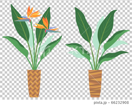 Strelitzia Augusta illustration set 66232908