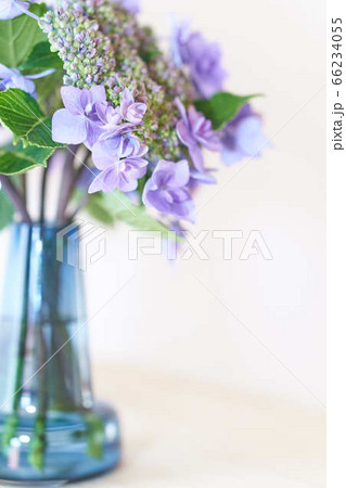 花瓶に飾ったガクアジサイ 白背景 コピースペースありの写真素材