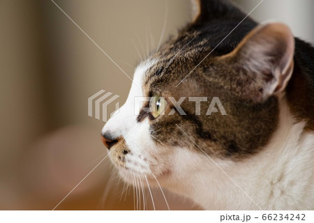 猫の横顔 キジトラ猫 キジトラ白 猫の横顔 キジトラ猫 キジトラ白 66234242