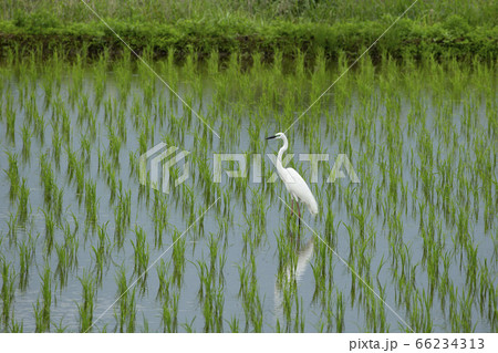 水田のシラサギ 水田のシラサギ 66234313