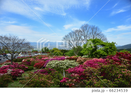 久留米森林公園のつつじ 66234539