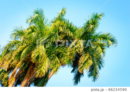Coconut palm tree with Green yellow and orange leaves against blue sky background in summer  66234590