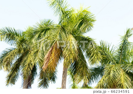 Coconut palm tree Green leaves against bright warm light blue sky in summer sunset 66234591
