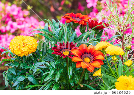 ガザニアとマリーゴールド咲く夏の花壇の写真素材