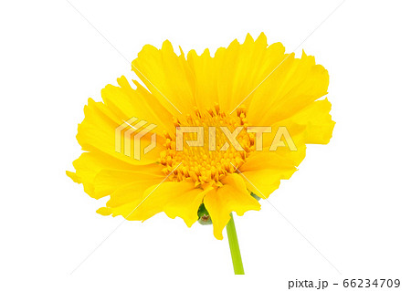 【オオキンケイギク】 (深度合成) 66234709