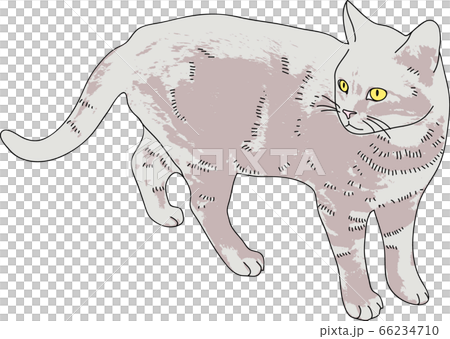 リアルな猫のイラスト 66234710