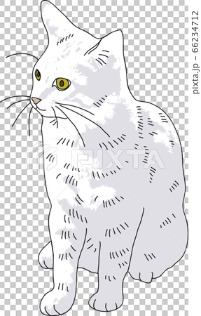 リアルな猫のイラスト 66234712