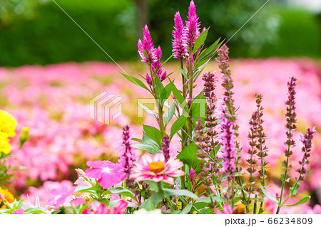 ノゲイトウの咲く花壇 66234809