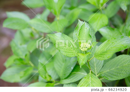 紫陽花の蕾の写真素材