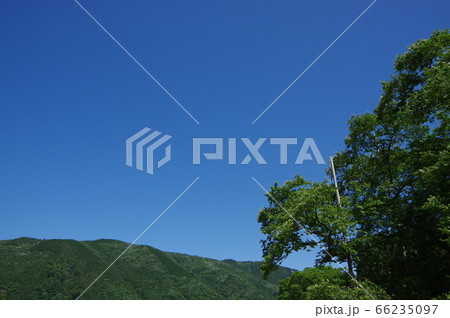 緑の季節の淡墨桜と青空 緑の季節の淡墨桜と青空 66235097