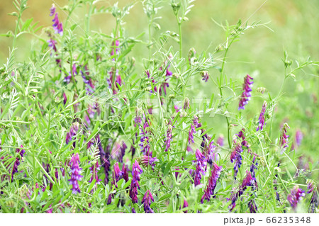 ナヨクサフジ(弱草藤) ナヨクサフジ(弱草藤) 66235348