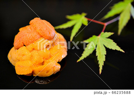 生うにのお造り 66235688