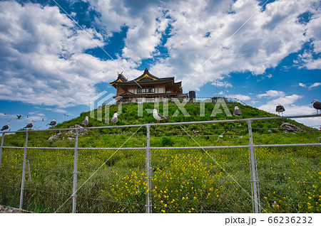 蕪島神社とウミネコ 66236232