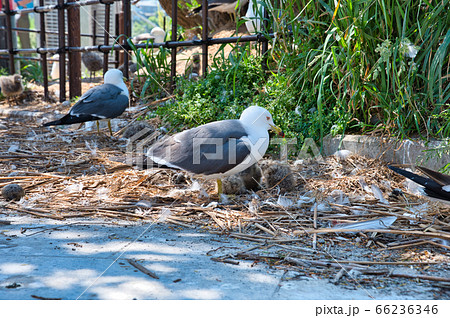 ウミネコのヒナ 66236346