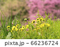 二反田の春 66236724
