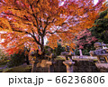 錦に抱かれる墓所の秋 66236806